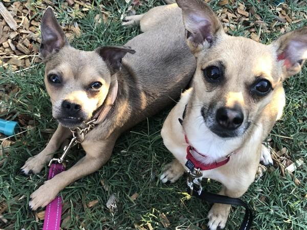 Enlarge Corndawg, a Adoptable mixed breed in Santa Rosa, CA image 3/6