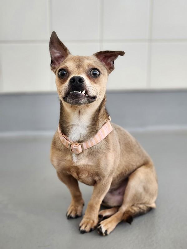 Enlarge Corndawg, a Adoptable mixed breed in Santa Rosa, CA image 5/6