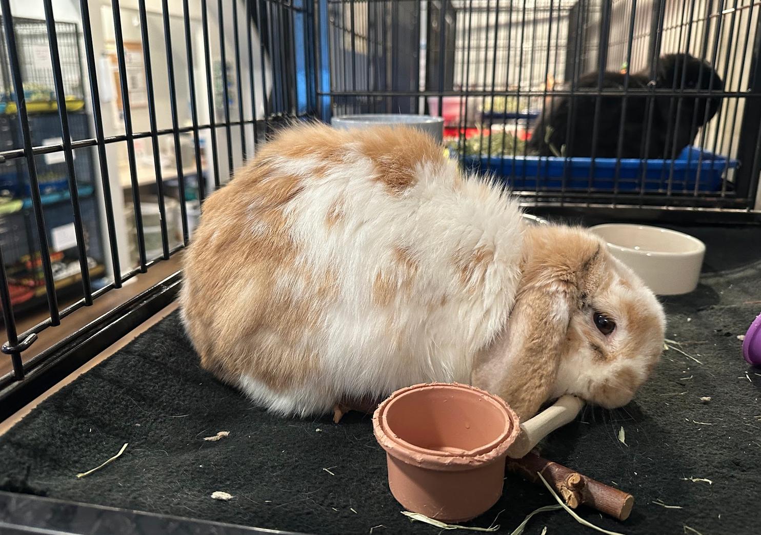 Enlarge Darby, an adopted Mini Lop in Philadelphia, PA image 1/1