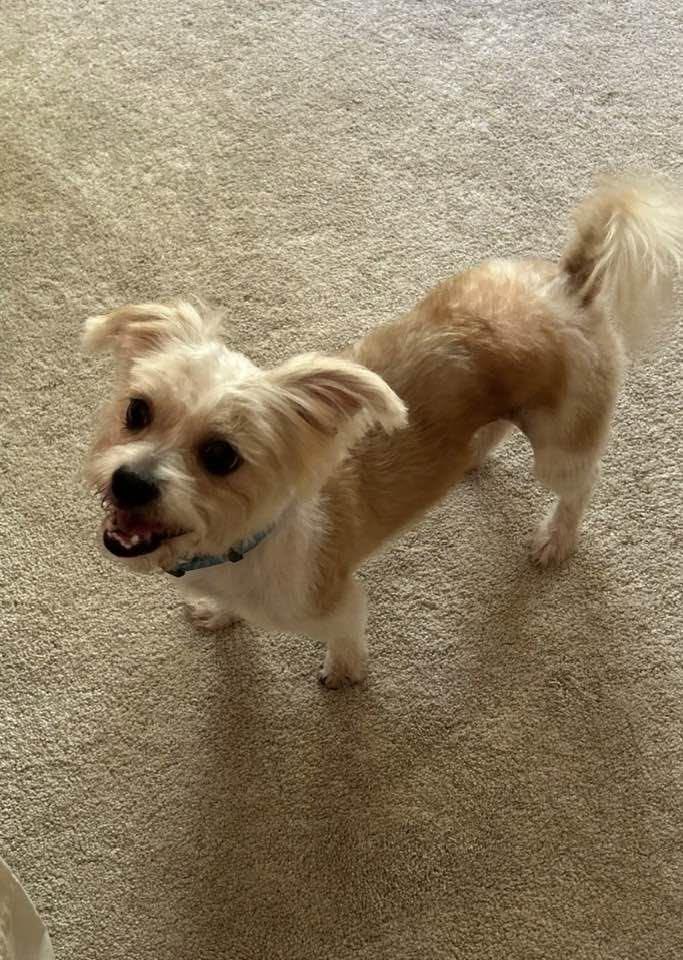 Enlarge Pico, a Adopted mixed breed in Lee's Summit, MO image 3/3