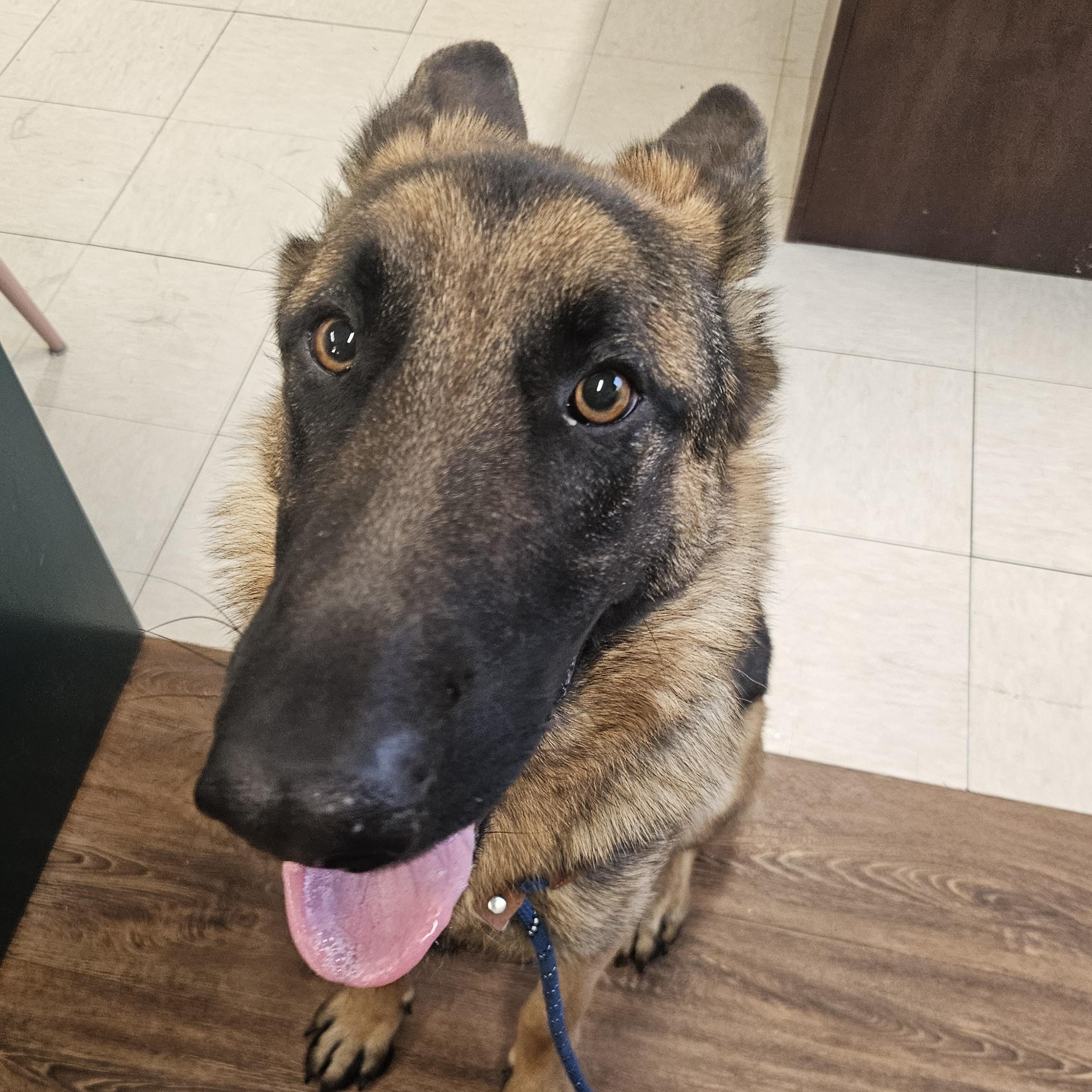 Enlarge Apollo, an adopted German Shepherd Dog in The Dalles, OR image 2/3