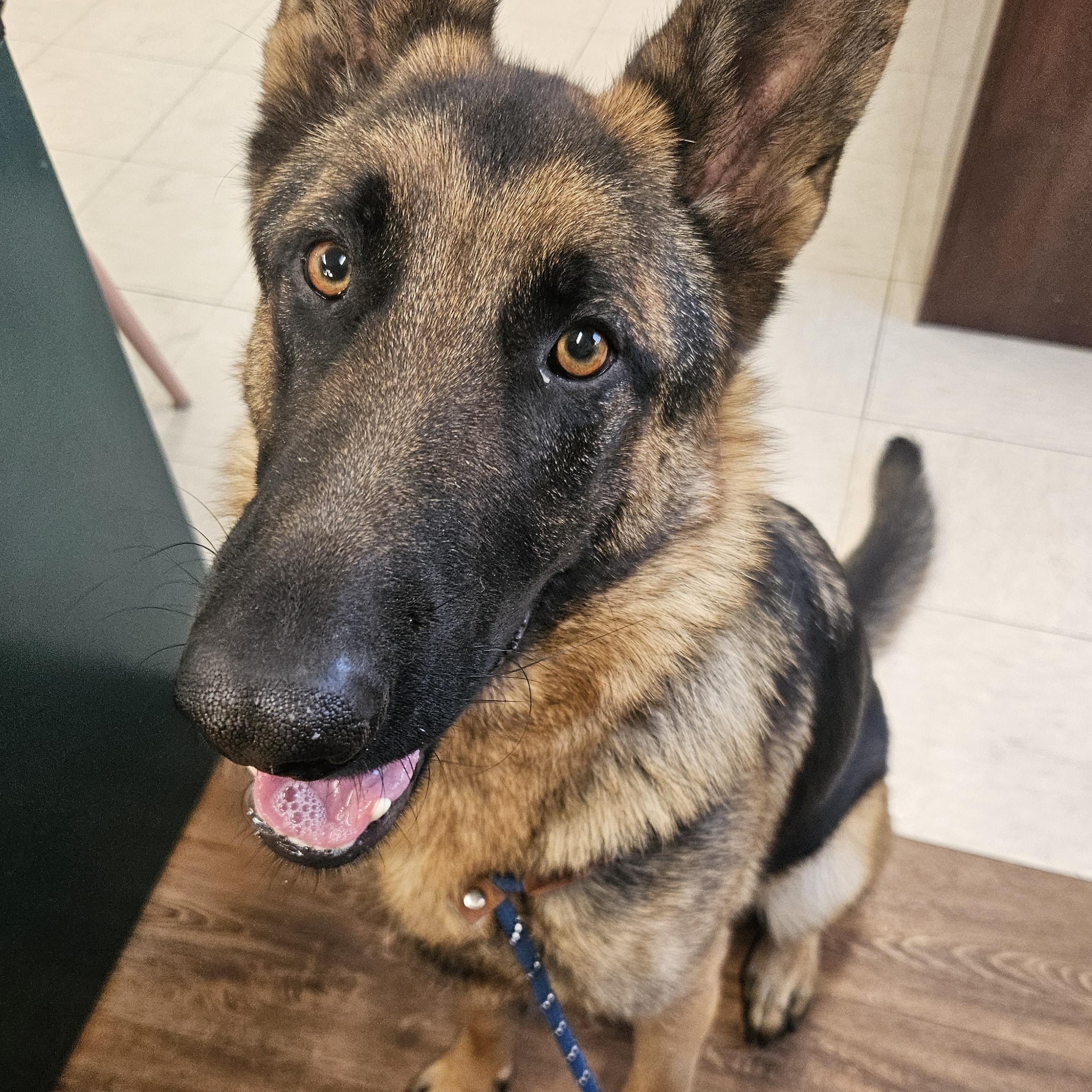 Apollo, adopted, Young Male German Shepherd Dog.