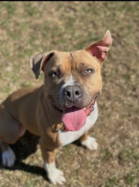 Enlarge Honey, a Adoptable Pit Bull Terrier in Marion, OH image 1/3