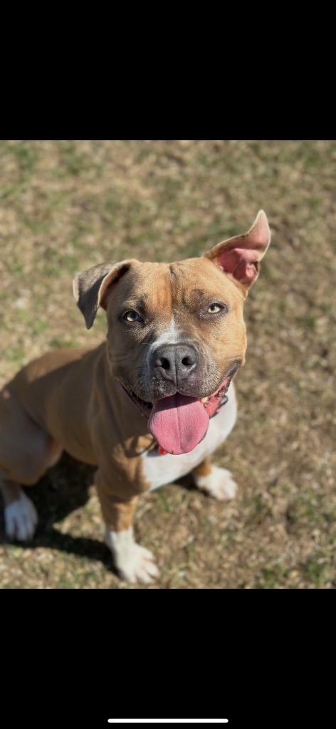Enlarge Honey, a Adoptable Pit Bull Terrier in Marion, OH image 3/3