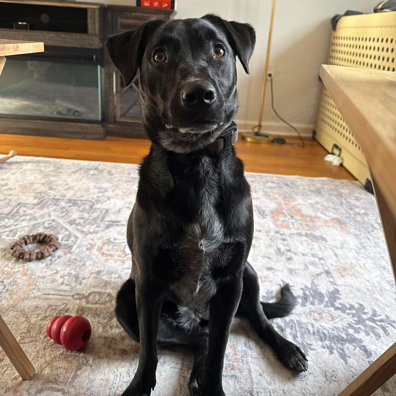 Enlarge Lacey, an adopted Mixed Breed in Argyle, NY image 1/6