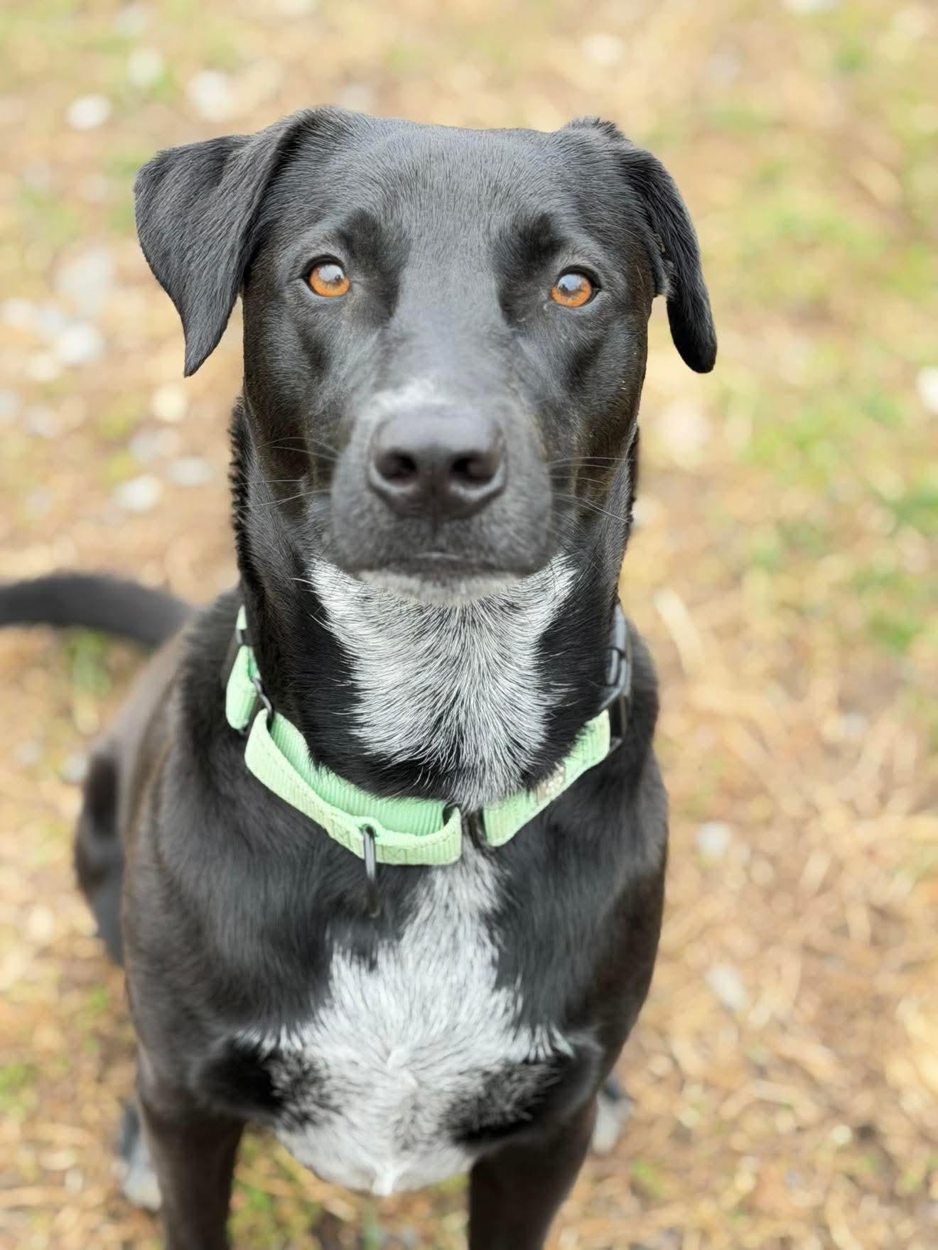 Enlarge Lacey, an adopted Mixed Breed in Argyle, NY image 2/6