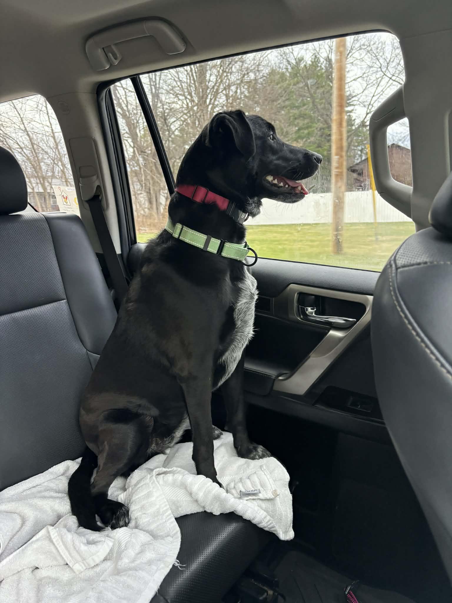 Enlarge Lacey, an adopted Mixed Breed in Argyle, NY image 5/6