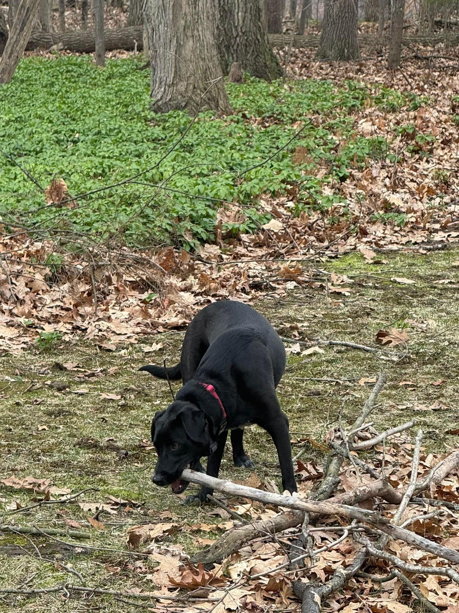 Enlarge Lacey, an adopted Mixed Breed in Argyle, NY image 6/6
