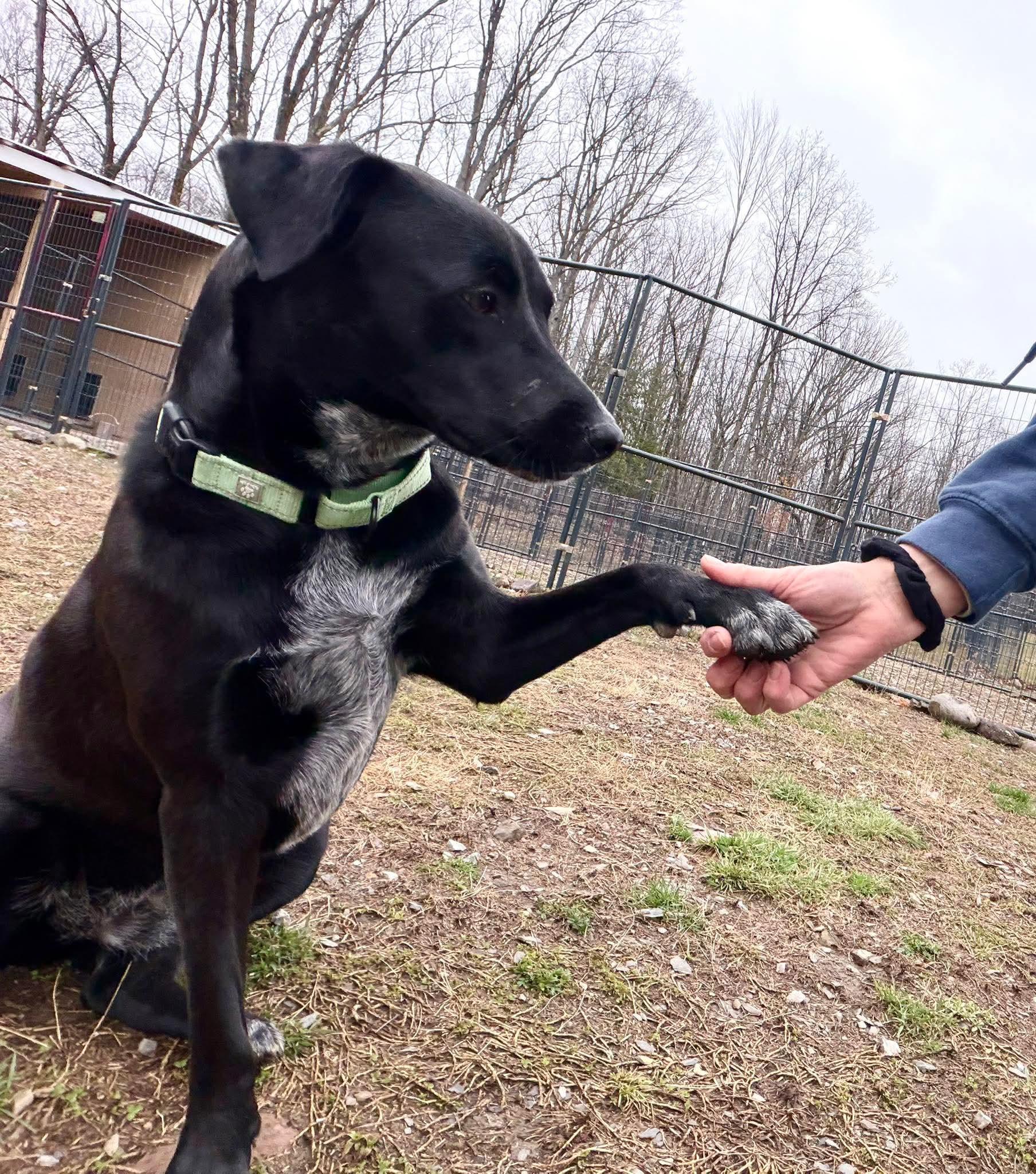 Enlarge Lacey, an adopted Mixed Breed in Argyle, NY image 3/6