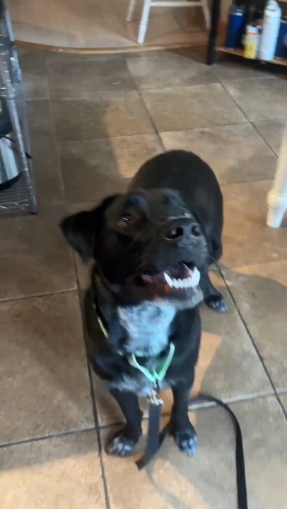 Enlarge Lacey, an adopted Mixed Breed in Argyle, NY video 4/6