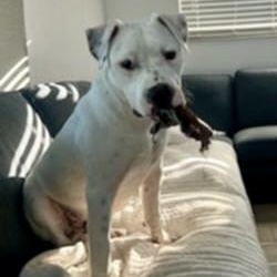 Enlarge GENO, a Adoptable mixed breed in Largo, FL image 1/6