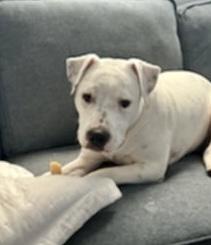 Enlarge GENO, a Adoptable mixed breed in Largo, FL image 6/6