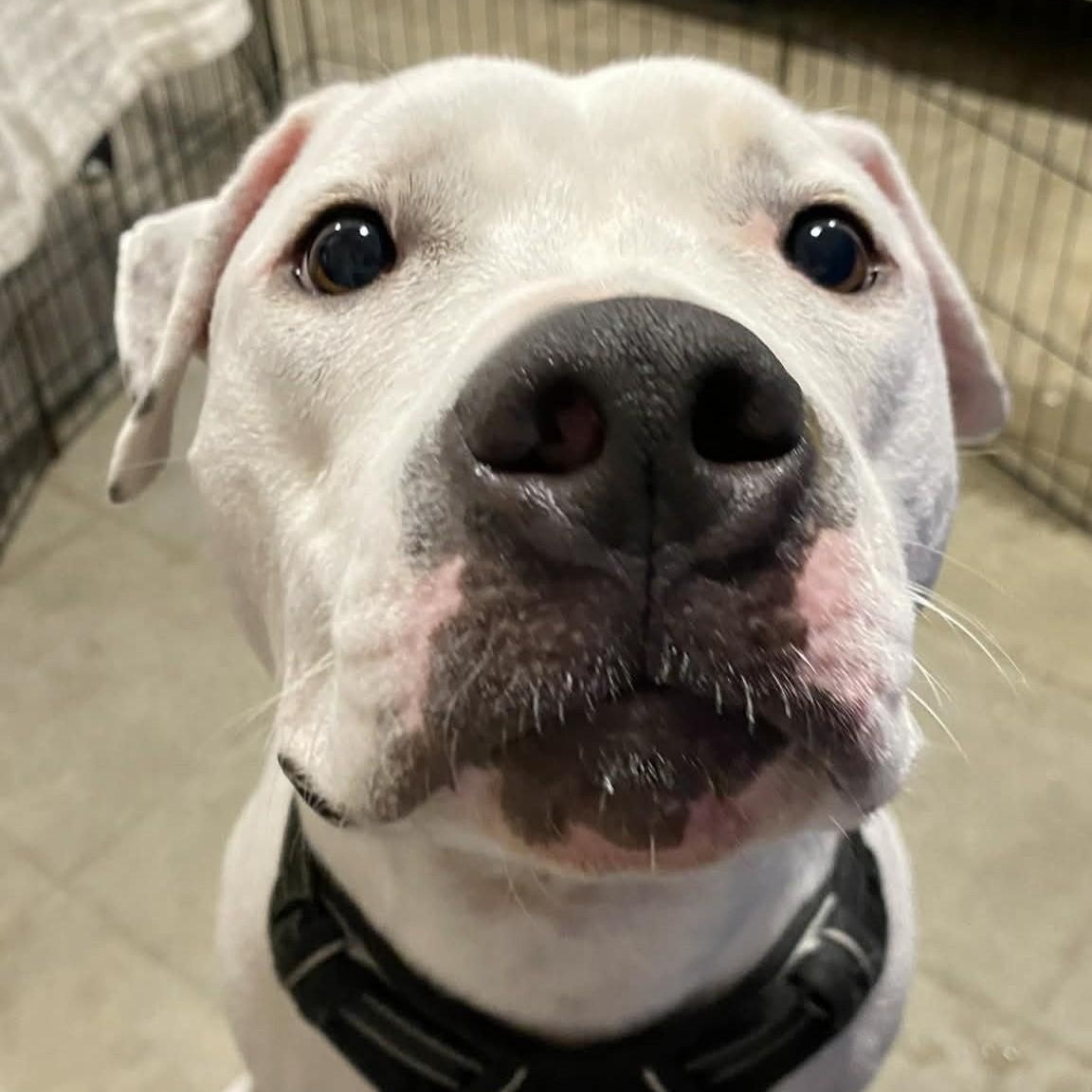 Enlarge GENO, a Adoptable mixed breed in Largo, FL image 2/6