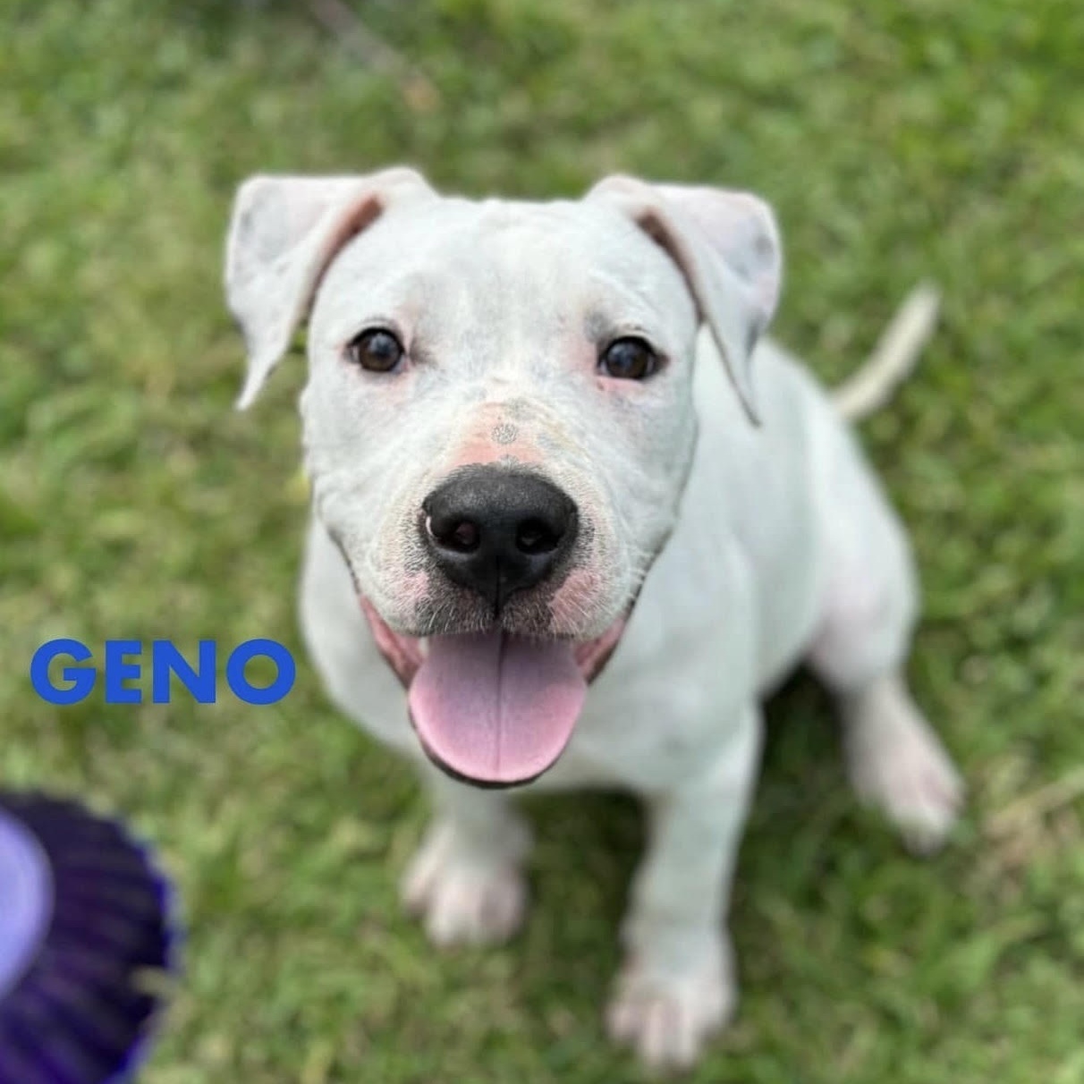 Enlarge GENO, a Adoptable mixed breed in Largo, FL image 5/6