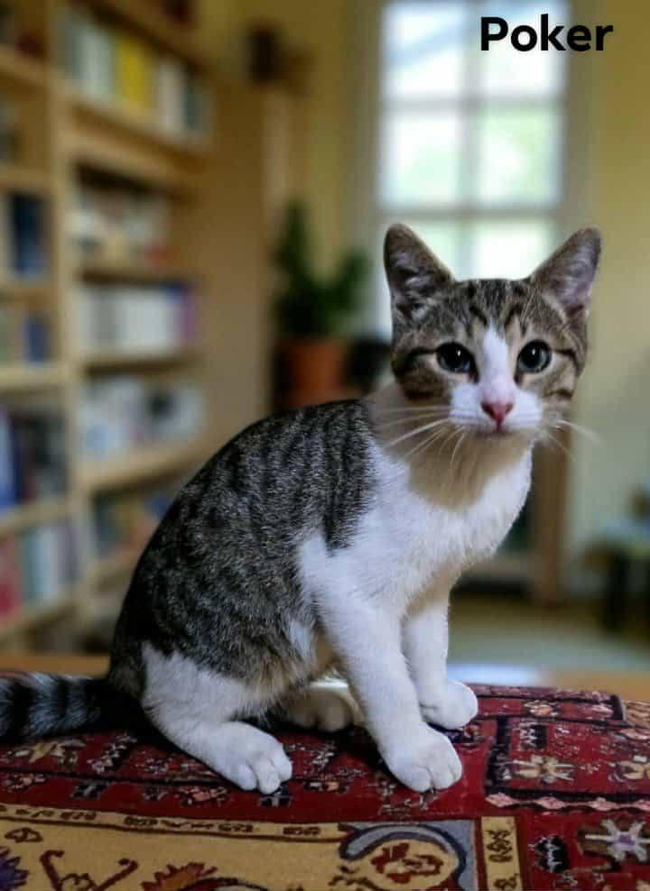 Enlarge Poker, a Adoptable mixed breed in Lakeland, FL image 1/3