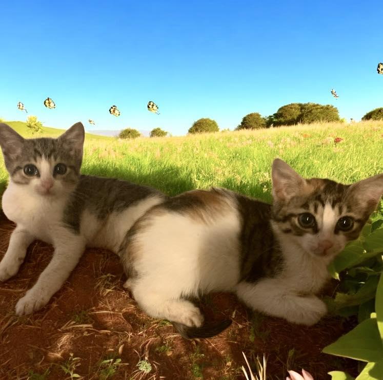 Enlarge Poker, a Adoptable mixed breed in Lakeland, FL image 3/3