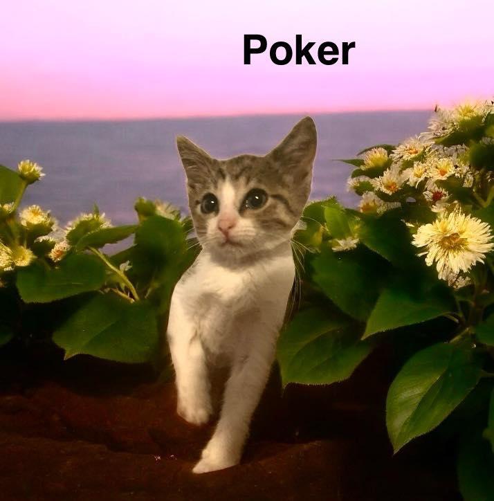 Enlarge Poker, a Adoptable mixed breed in Lakeland, FL image 2/3