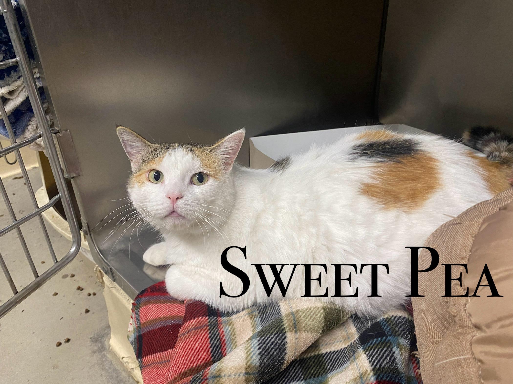 SweetPea, an adoptable Domestic Short Hair in Craig, CO, 81625 | Photo Image 1