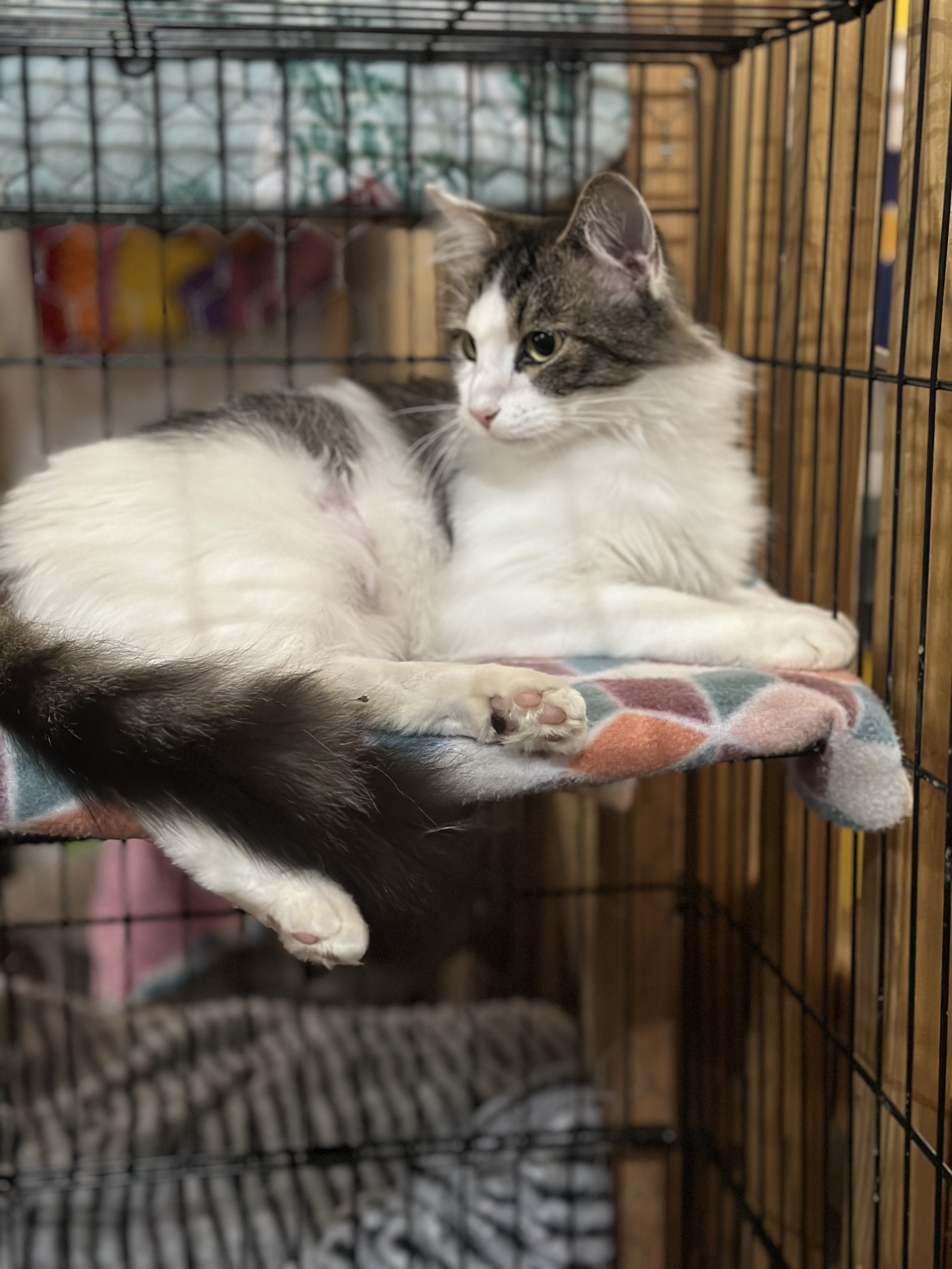 Cat for adoption Pebbles, a Domestic Medium Hair Mix in