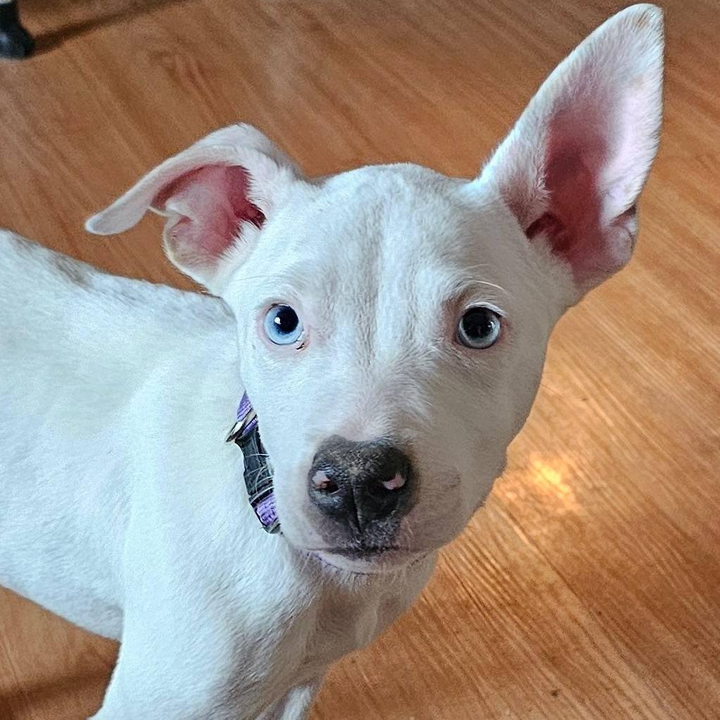 Enlarge Holly, a Adoptable Pit Bull Terrier in Belleville, IL image 1/2