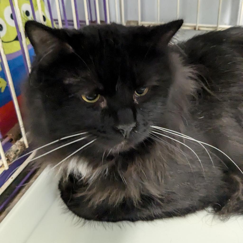 Oswald, Adoptable, Adult Male Domestic Long Hair.