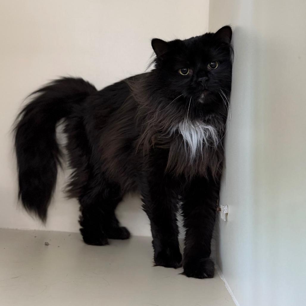 Enlarge Oswald, a Adoptable Domestic Long Hair in Spanish Fork, UT image 2/2