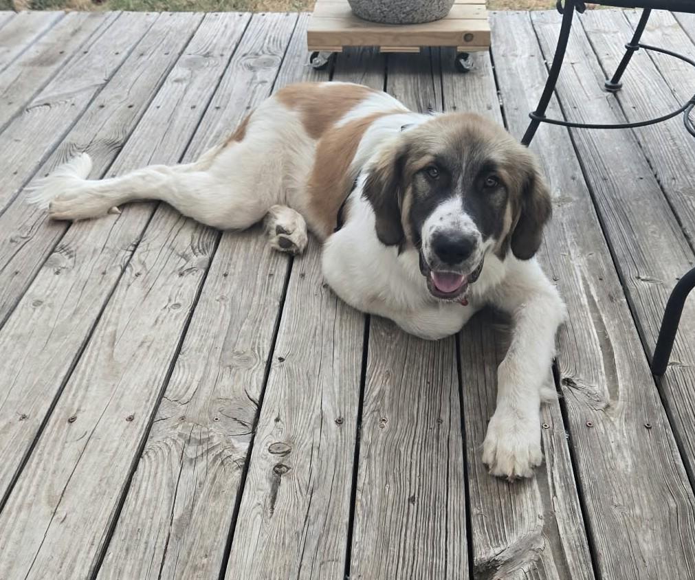Enlarge George, a Adoptable mixed breed in Oklahoma City, OK, OK image 2/6
