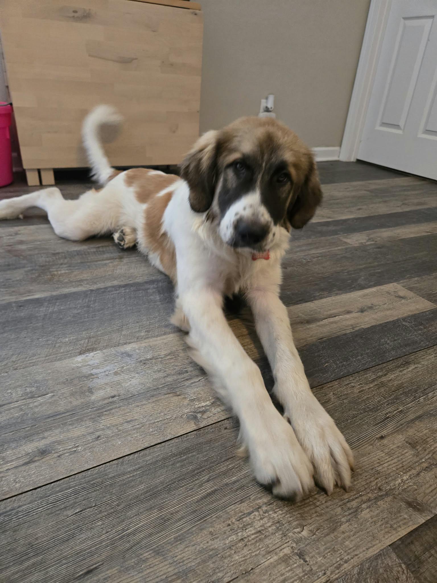 Enlarge George, a Adoptable mixed breed in Oklahoma City, OK, OK image 5/6