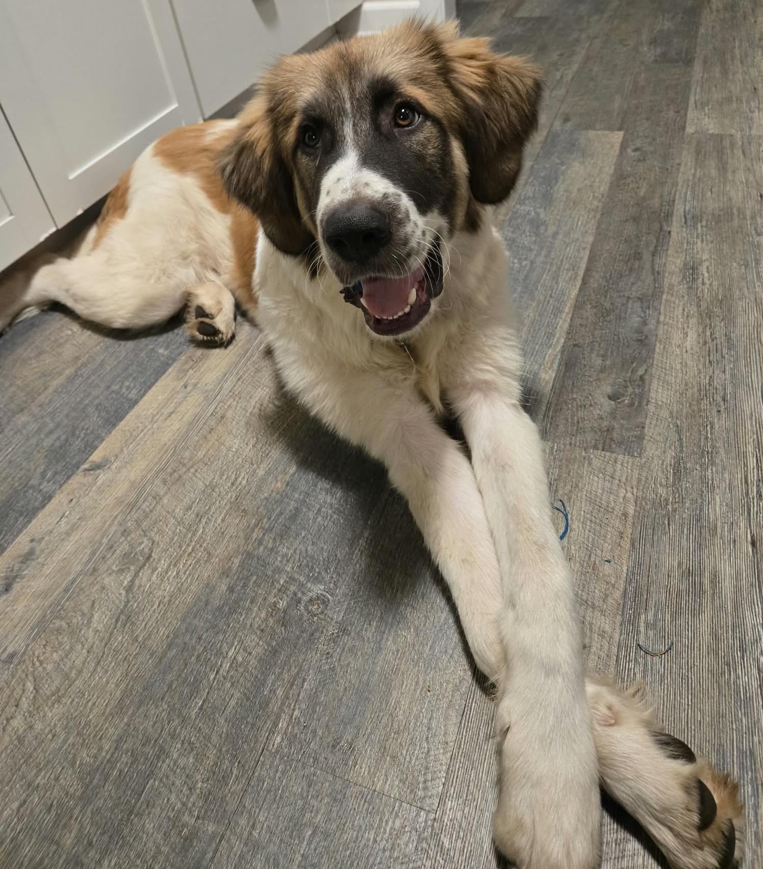 Enlarge George, a Adoptable mixed breed in Oklahoma City, OK, OK image 4/6