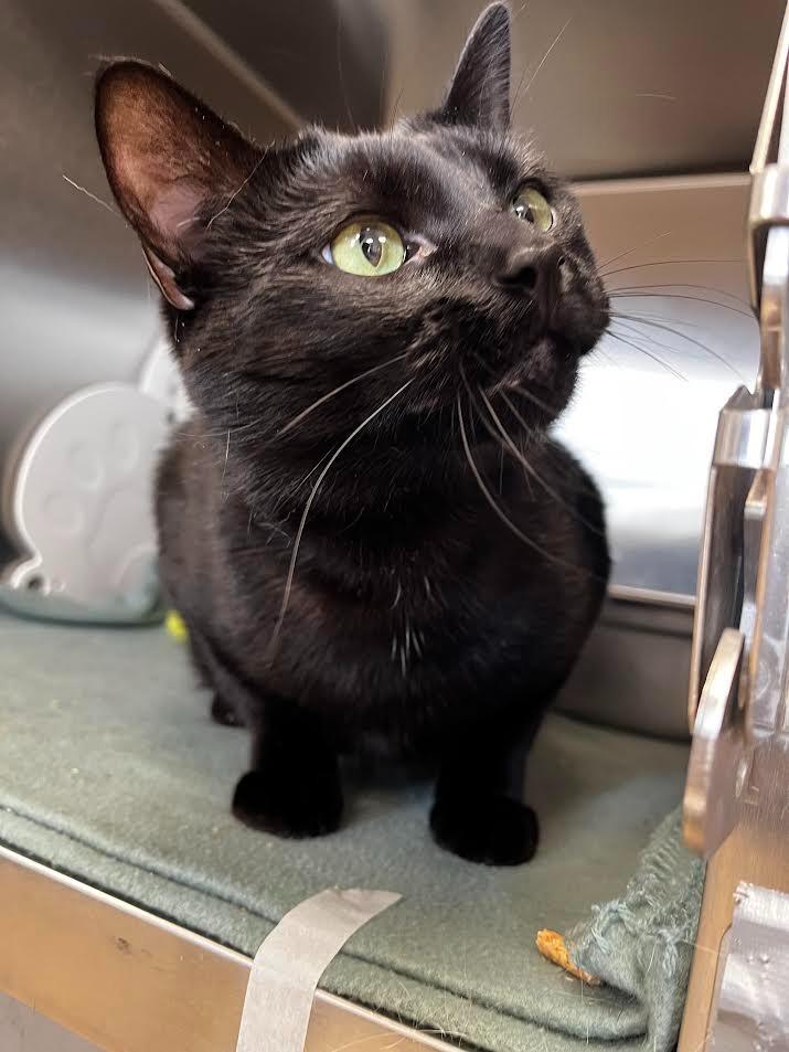 Enlarge Cauldron, a Adoptable mixed breed in Logan, UT image 1/1