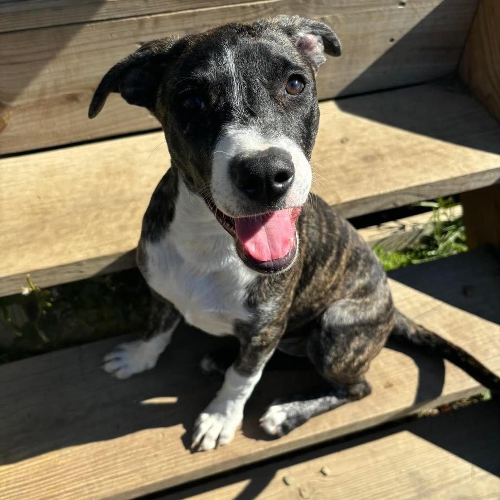 Chaka Khan- Paws- in-Prison Graduate!, Adoptable, Adult Female Mixed Breed.