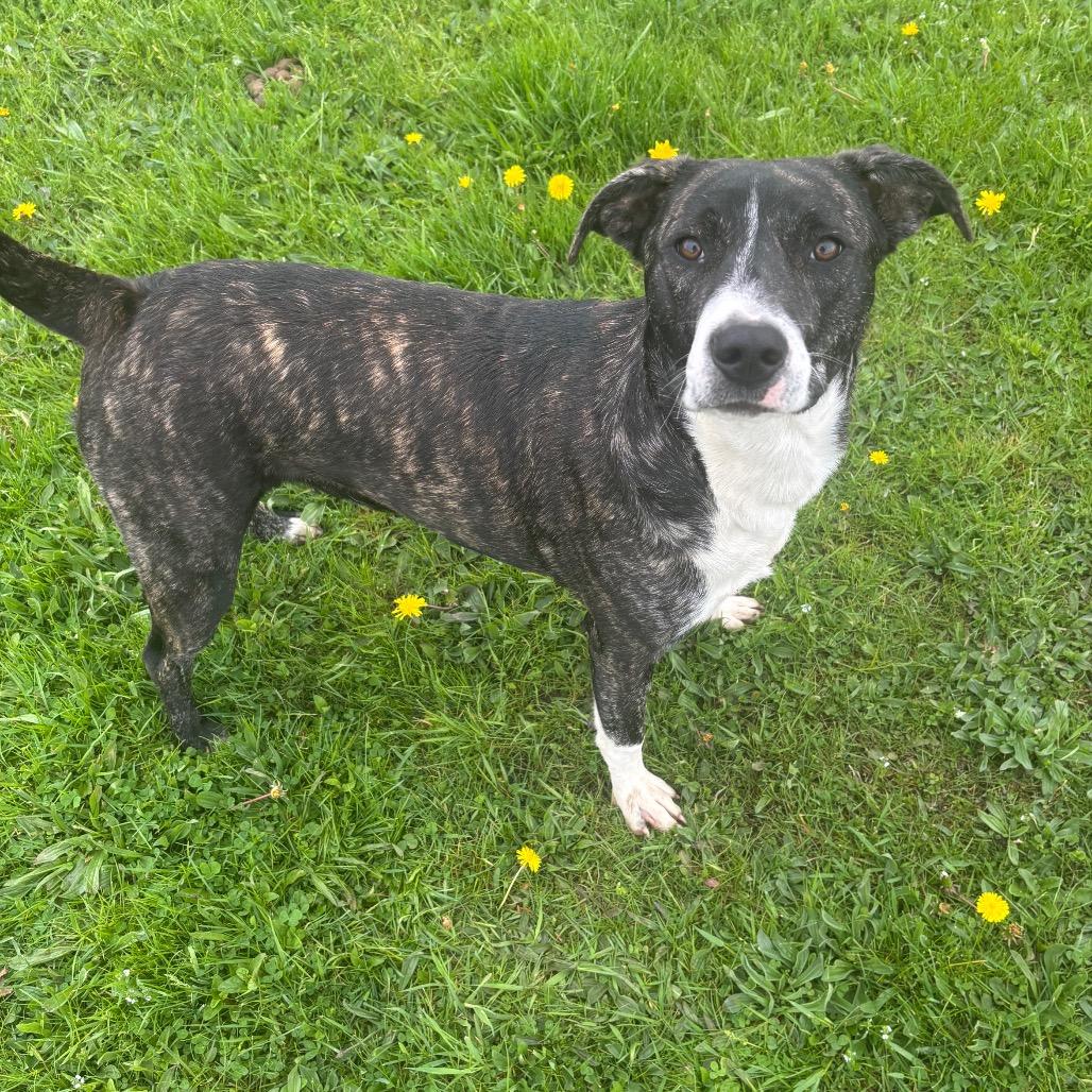 Enlarge Chaka Khan- Paws- in-Prison Graduate!, a Adoptable Mixed Breed in Union City, PA image 2/6