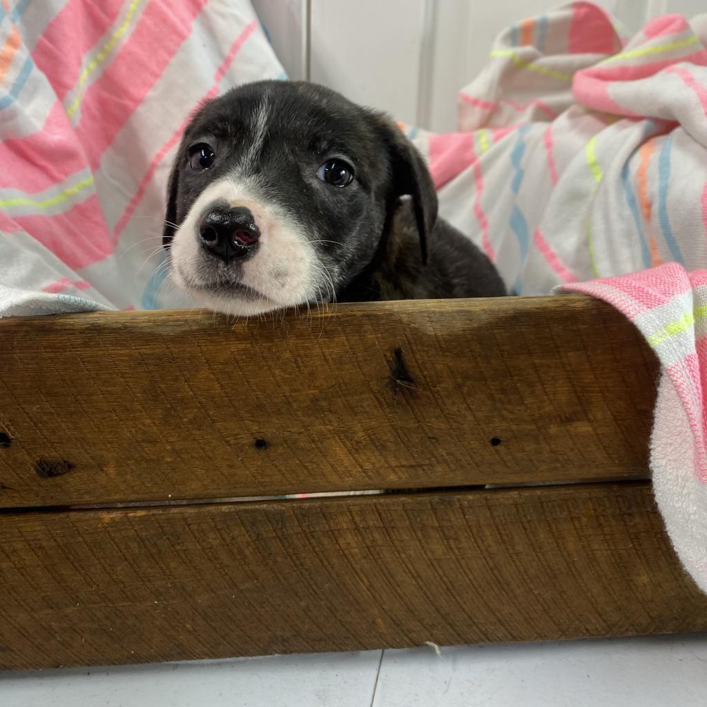 Enlarge Chaka Khan- Paws- in-Prison Graduate!, a Adoptable Mixed Breed in Union City, PA image 4/6