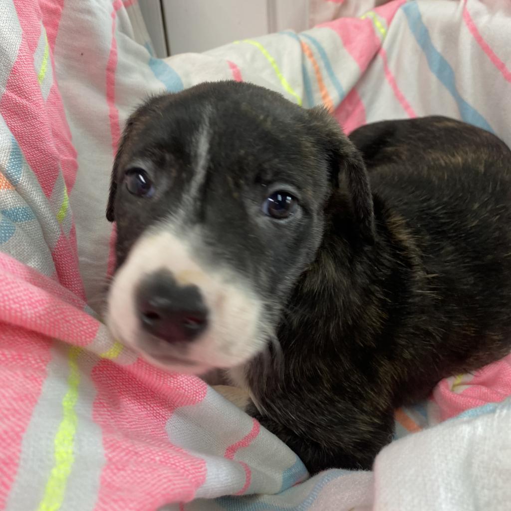 Enlarge Chaka Khan- Paws- in-Prison Graduate!, a Adoptable Mixed Breed in Union City, PA image 5/6