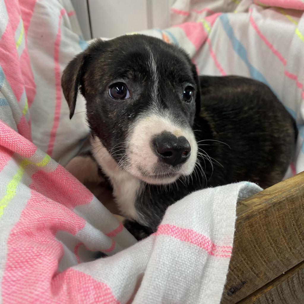 Enlarge Chaka Khan- Paws- in-Prison Graduate!, a Adoptable Mixed Breed in Union City, PA image 6/6