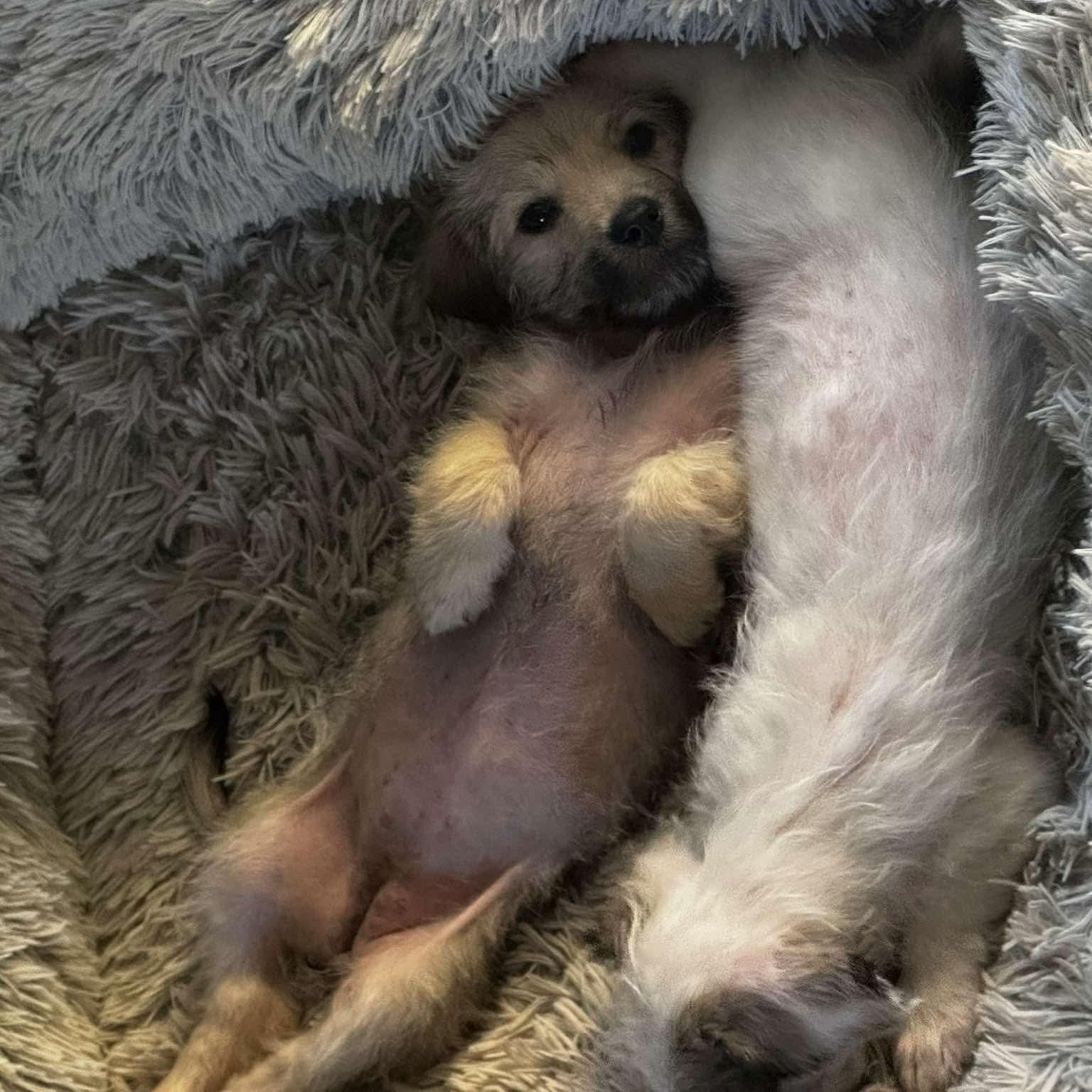 Athena — thumbnail 6