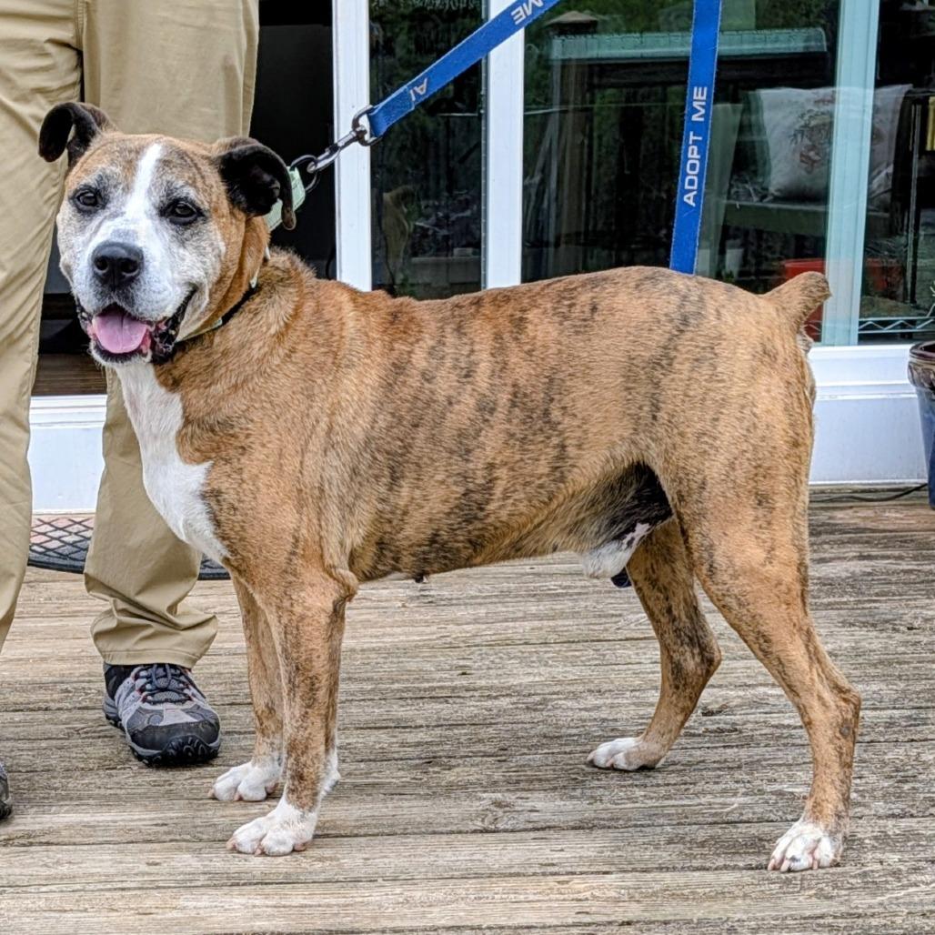 Frank, Adoptable, Senior Male Boxer & Mixed Breed.