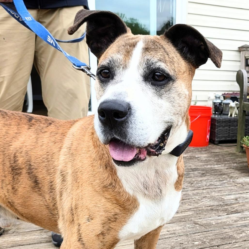 Enlarge Frank, a Adoptable mixed breed in Potomac, MD image 2/5