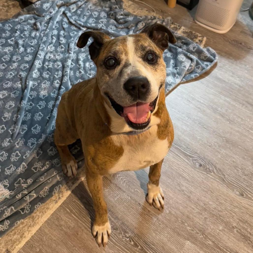 Enlarge Frank, a Adoptable mixed breed in Potomac, MD image 3/5