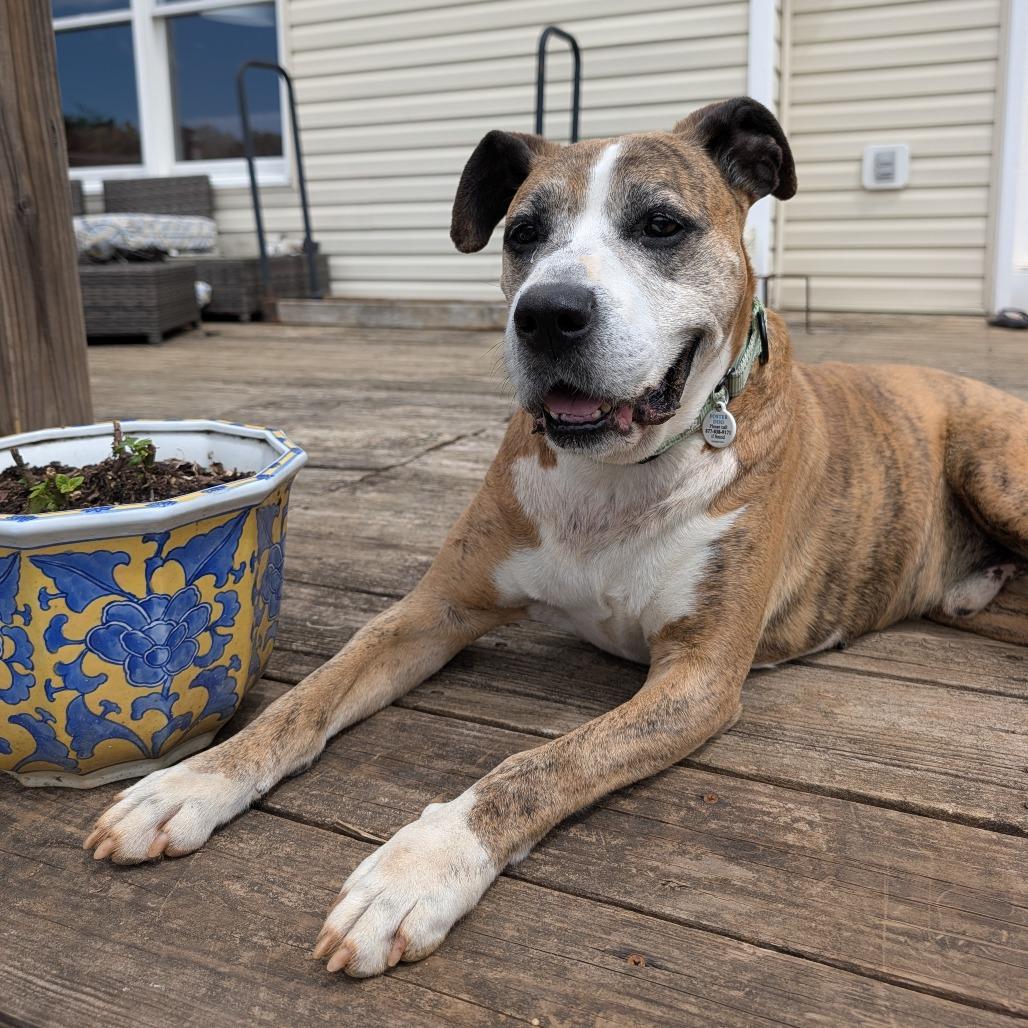 Enlarge Frank, a Adoptable mixed breed in Potomac, MD image 4/5