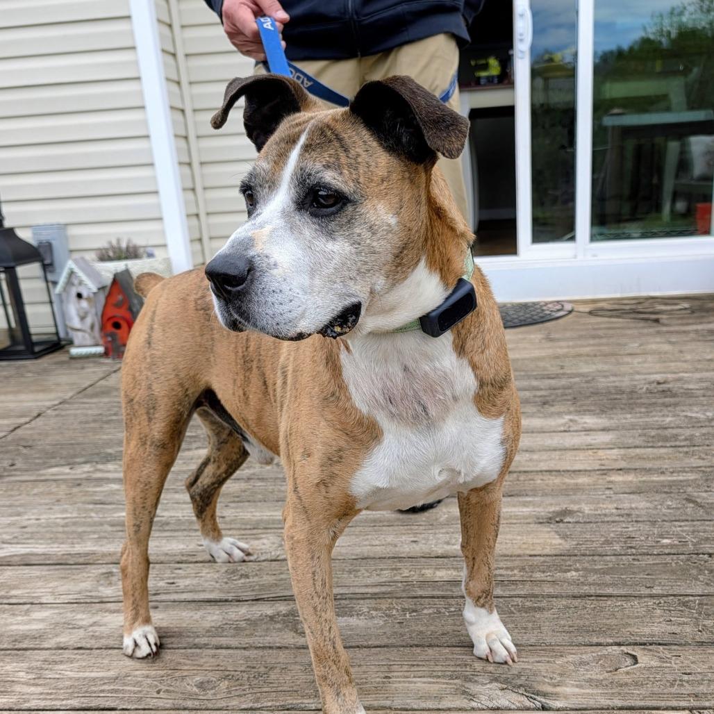 Enlarge Frank, a Adoptable mixed breed in Potomac, MD image 5/5
