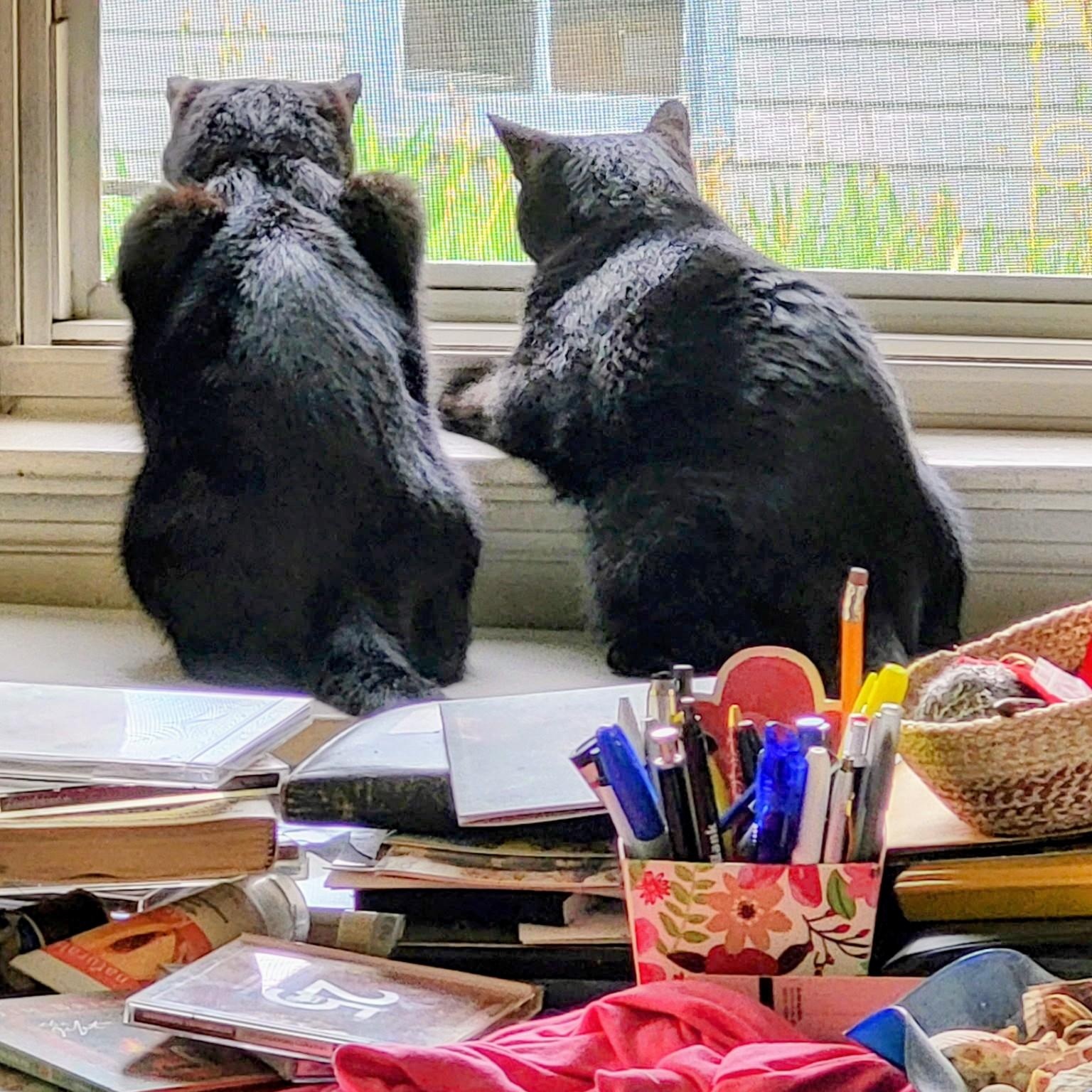 Enlarge Midnight & Shadow (bonded pair), a Adoptable Domestic Short Hair in Sewell, NJ image 4/4