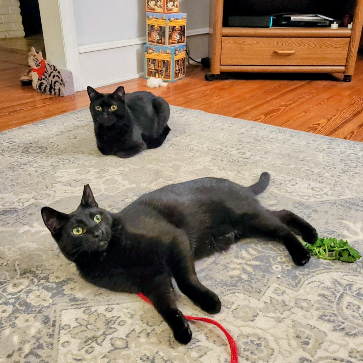 Enlarge Midnight & Shadow (bonded pair), a Adoptable Domestic Short Hair in Sewell, NJ image 1/4
