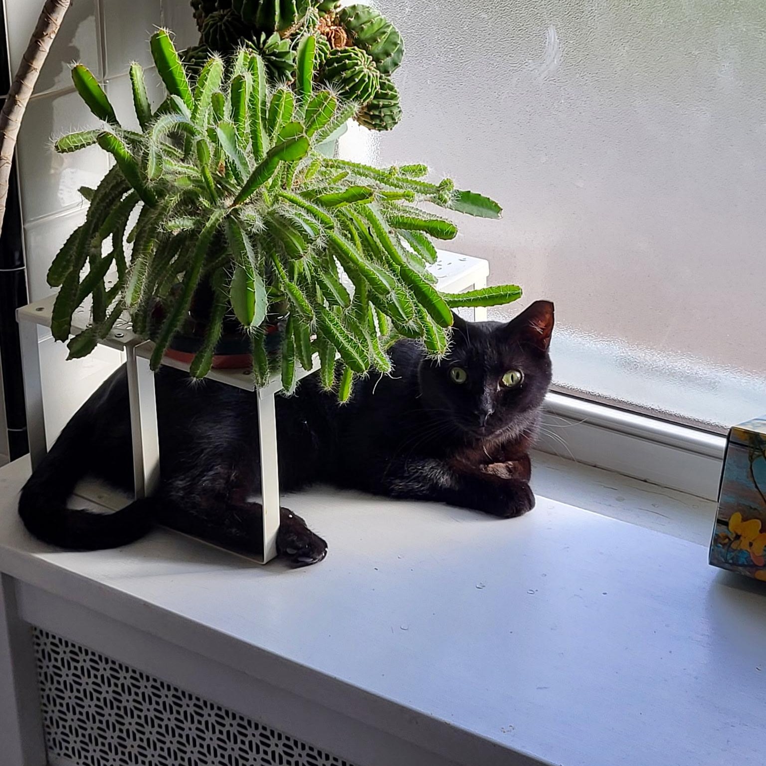 Enlarge Midnight & Shadow (bonded pair), a Adoptable Domestic Short Hair in Sewell, NJ image 2/4