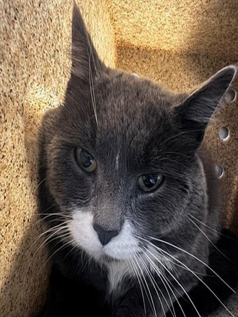CHEESESTEAK, Adoptable, Young Male Domestic Medium Hair & Domestic Short Hair.