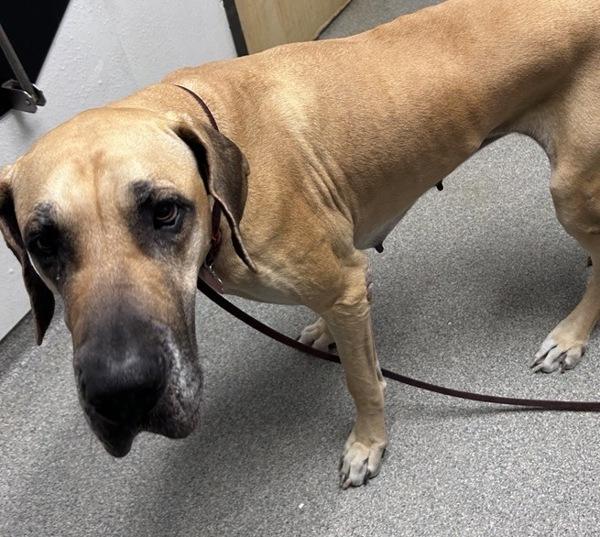 Enlarge Zephyra, a Adoptable mixed breed in Escondido, CA image 2/4