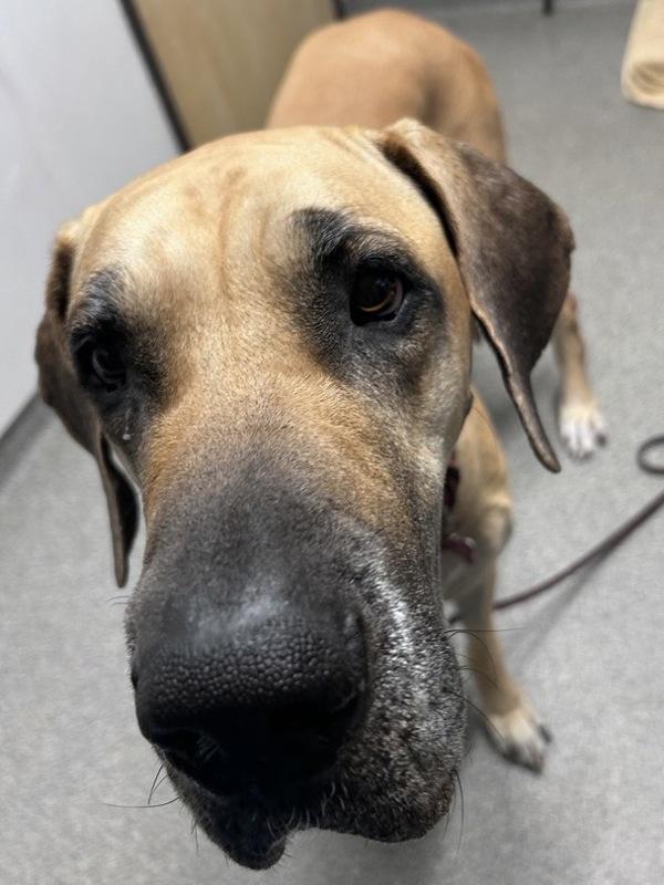 Enlarge Zephyra, a Adoptable mixed breed in Escondido, CA image 3/4