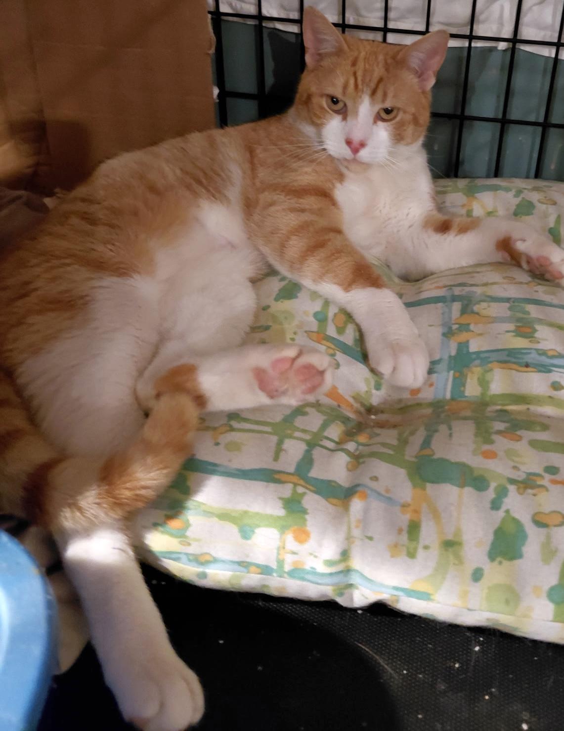 Enlarge Bentley, an adopted Domestic Short Hair in Nyack, NY image 3/6