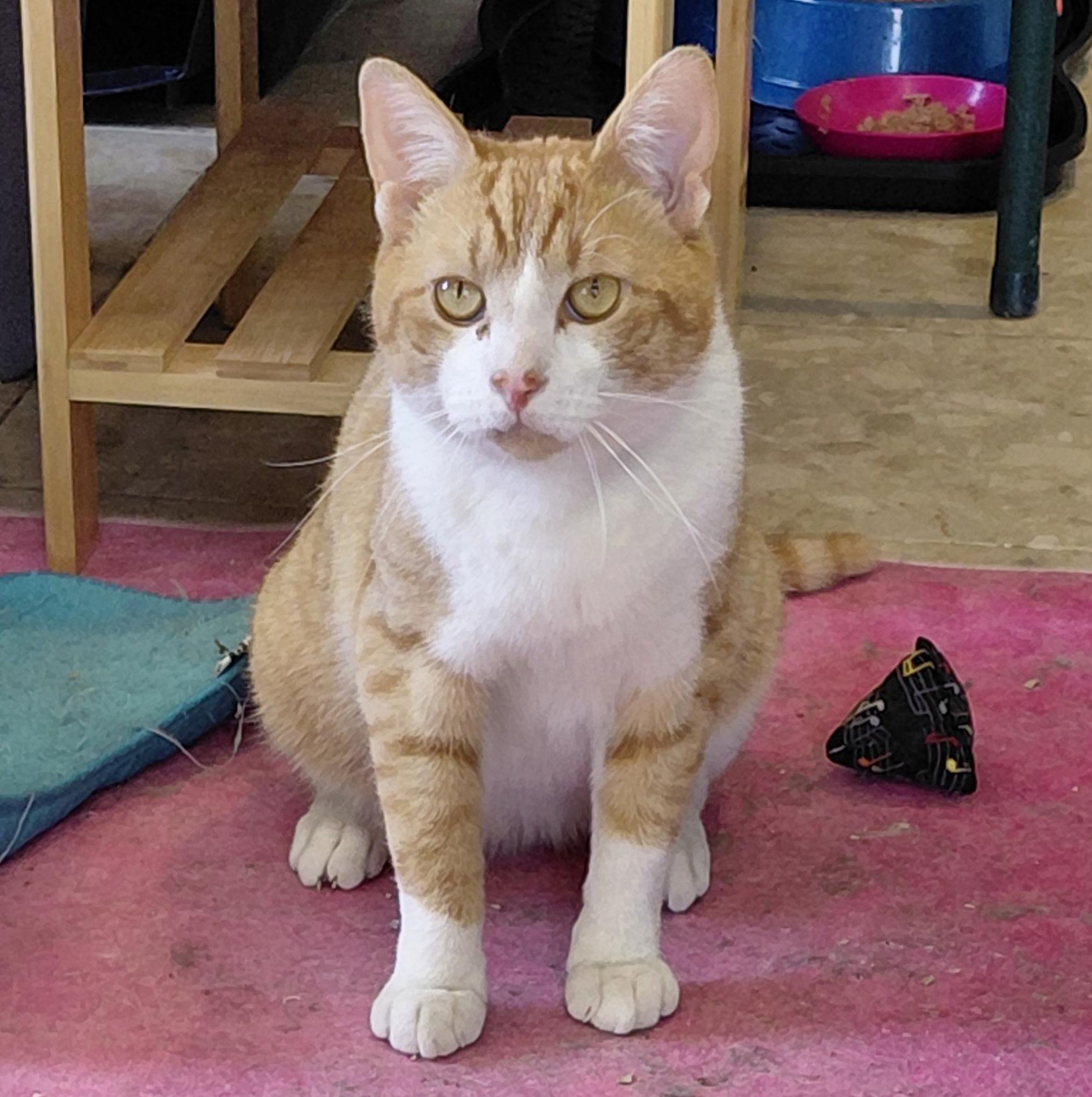 Enlarge Bentley, an adopted Domestic Short Hair in Nyack, NY image 2/6