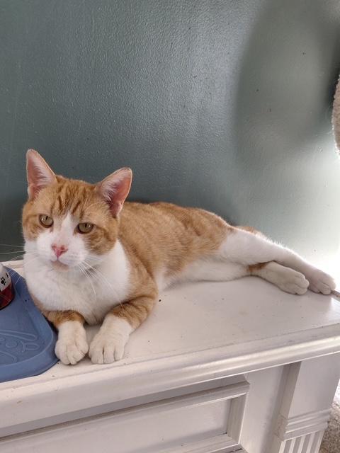 Enlarge Bentley, an adopted Domestic Short Hair in Nyack, NY image 6/6